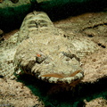 poisson crocodile