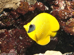 poisson papillon jaune