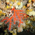 DSC02272 corail