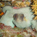 DSC02476 poulpe