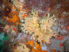 Dsc02181 anemone encroutante