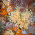 Dsc02181 anemone encroutante