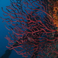 gorgone rouge