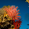 Ambiance corail