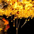 reproduction des éponges encroutantes jaunes