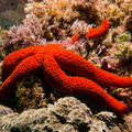 Etoile de mer rouge	