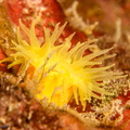corail solitaire jaune	