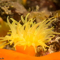 corail solitaire jaune	