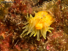 corail solitaire jaune