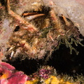 Araignée de mer 	