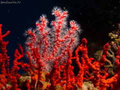 Corail rouge	