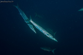 barracudas