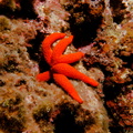 Etoile de mer rouge à 6 bras