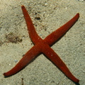 Etoile de mer rouge à 4 bras