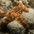 20240613 CrosNuit 04060