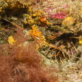 Langouste	