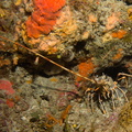Langouste	