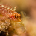 Tripterygion delaisi	