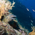 Murène	
