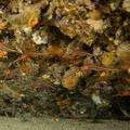Crevette narval	