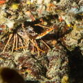 Langouste	