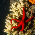 Etoile de mer rouge	