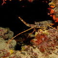 Langouste	