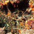 Langouste	