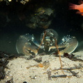 Homard	