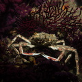 Araignée de mer	