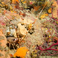 Langouste	