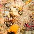 Langouste	