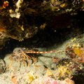 Langouste	