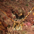 Langouste	