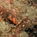 Langouste	