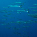 Ambiance barracudas