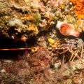 Langouste	