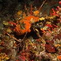 Langouste