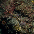 Langouste	