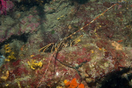 Langouste	et bonellie