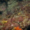 Langouste	et bonellie