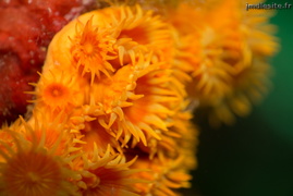 Anémone encroûtante jaune	