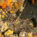 Langouste	