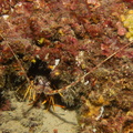 Langouste	