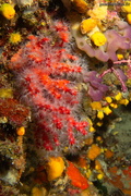 Corail rouge	