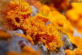 Anémone encroûtante jaune	