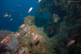 La sirène de la fouillée