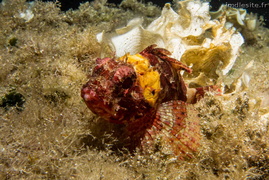 Petite rascasse rouge	