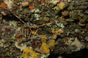 Langouste (183 visits) en savoir plus sur Palinurus elephas
Langouste