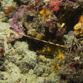 Langouste	